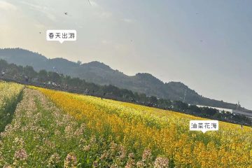 踏春，家乡的油菜花开